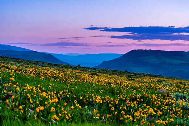 istock Castle Peak Sunset with Wildflowers in Summer 2223440563