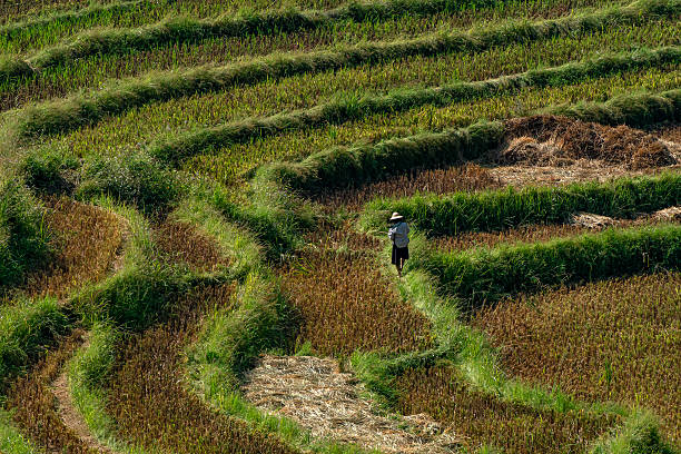istock Terraced Rice Fields in Sapa, Vietnam 2223441063