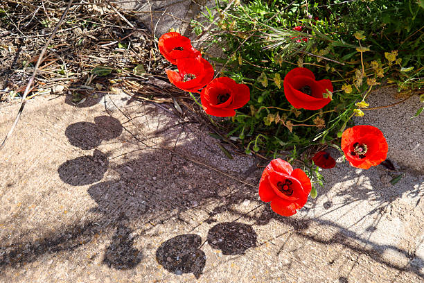 Colorful poppies drawing an imaginary big heart under the sun in Albacete, Spain