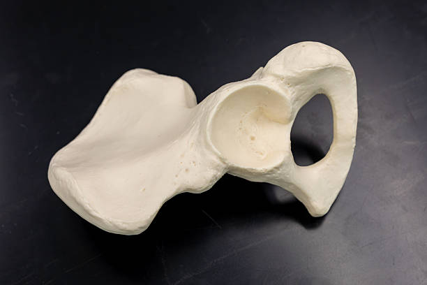 istock Acetabulum and Ilium Anatomy Model 2223442465