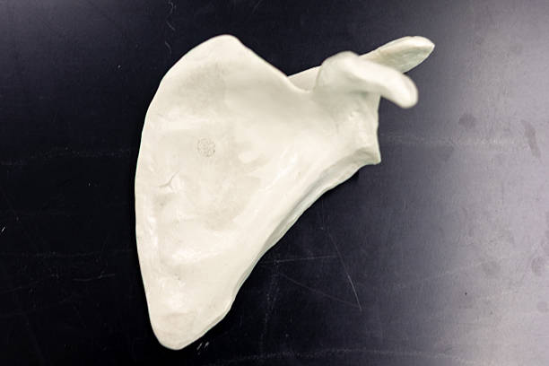 istock Anterior View of Human Scapula Model 2223442469