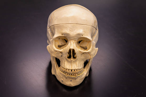 A realistic anatomical model of a human skull seen from the front. Details include full dentition, nasal aperture, and eye orbits, making it ideal for teaching human skeletal anatomy.