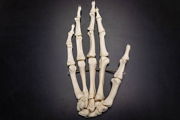 Two white skeleton hands are displayed against a dark surface, creating an artistic representation that evokes themes of Halloween, festivity, and skeletal imagery perfect for seasonal decoration and fun.