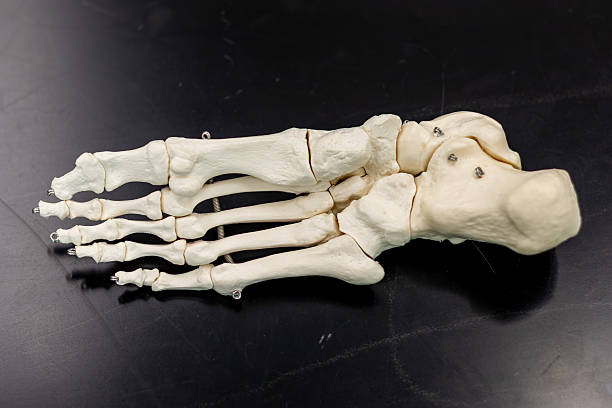 istock Bottom View of Anatomical Foot Skeleton 2223443122