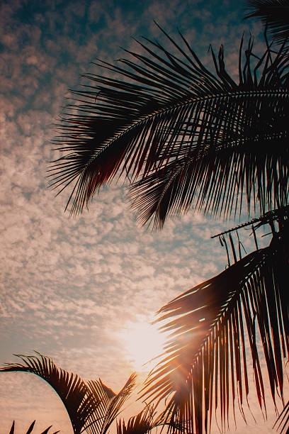 istock A palm tree reaching towards a stunning blue altocumulus clouds sky 2223444326