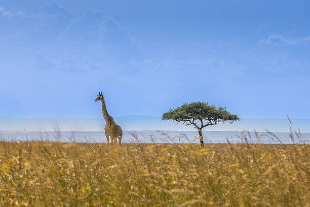 A lone giraffe stands near a single acacia tree in the expansive grasslands of Maasai Mara, Kenya. The minimalist composition highlights the giraffe’s elegance and the quiet beauty of the African landscape.