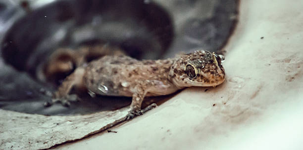 istock Brown Spotted Gecko Basking on Wash Basin Filter 2223445106