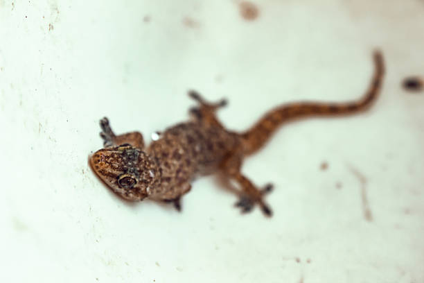 Colorful gold dust day gecko on a wooden plank