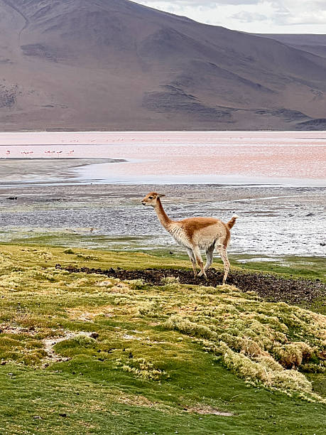 istock Wild Guanaco Grazing Near Salt Flat Landscape 2223445448