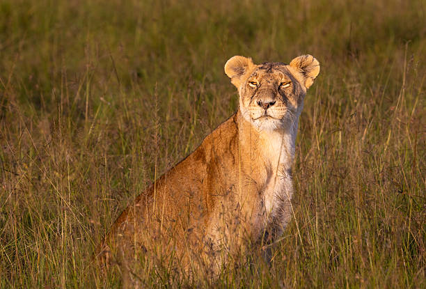 istock Lioness Sitting in Sunset Light, Maasai Mara, Kenya 2223445787
