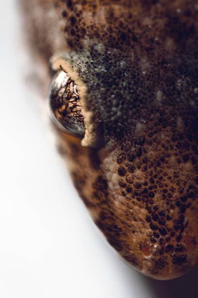 Closed up Gecko's eye.