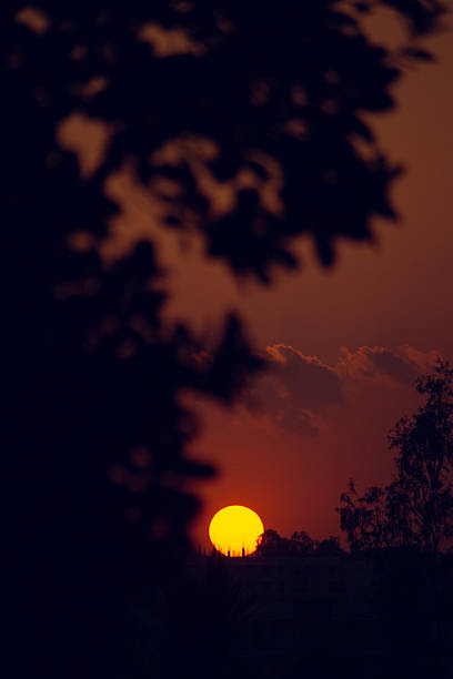 istock Golden Hour Light Behind Silhouetted Leaves 2223446185