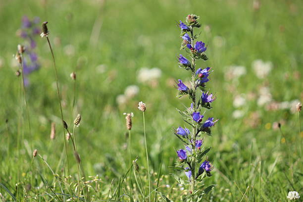 Blue flowers of Blueweed (Echium vulgare) in wild