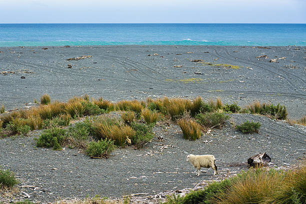 Grazing black Sheep on barren island. Bohuslan island at the Swedish west coast.
