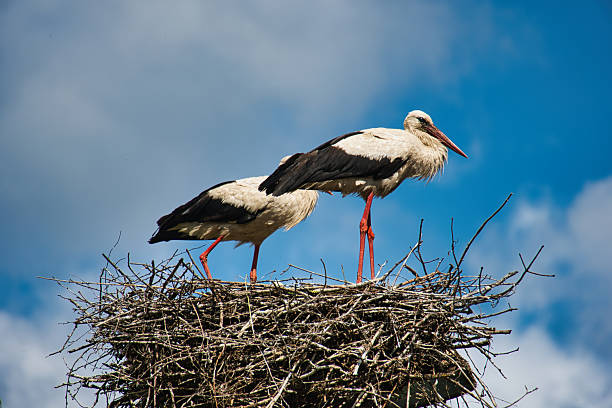 istock Two White Storks in Nest Against Blue Sky  Wildlife Photography 2223447764