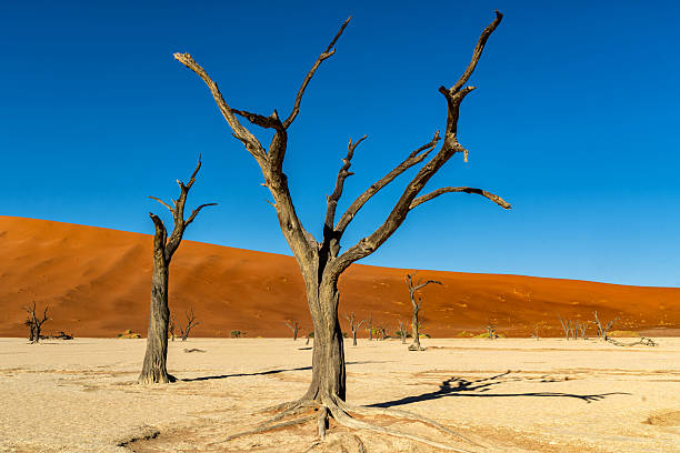 istock Dead trees in Dead Vlei in Sossusvlei 2223447775