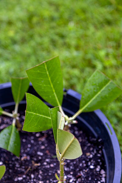 istock Rhododendron cuttings for  propagation 2223447959