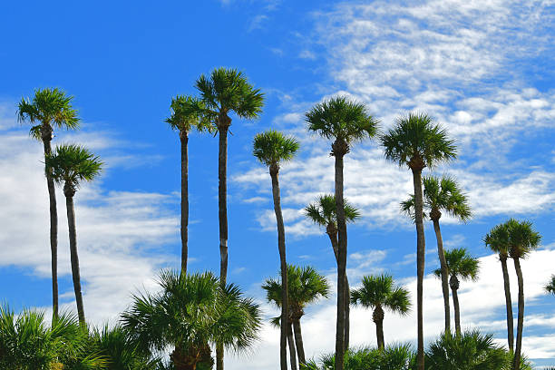 Palmetto palm trees against a blue sky, Hilton Head SC