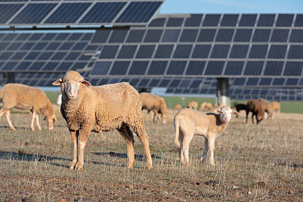 istock Rural harmony, sheep grazing next to solar panels 2223455197