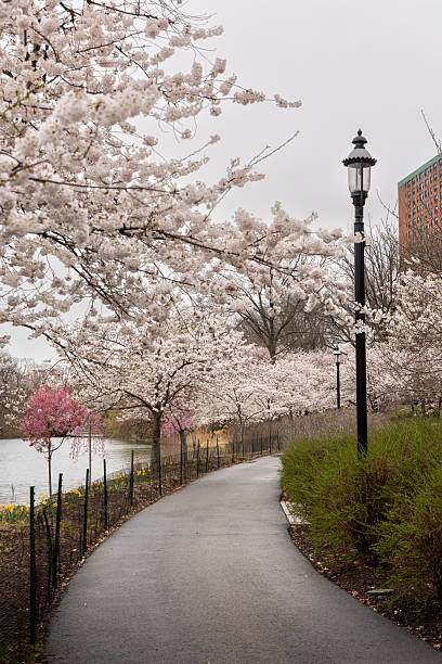 istock Spring blossoms brighten Branch Brook Park on a cloudy April day in Newark 2223455290