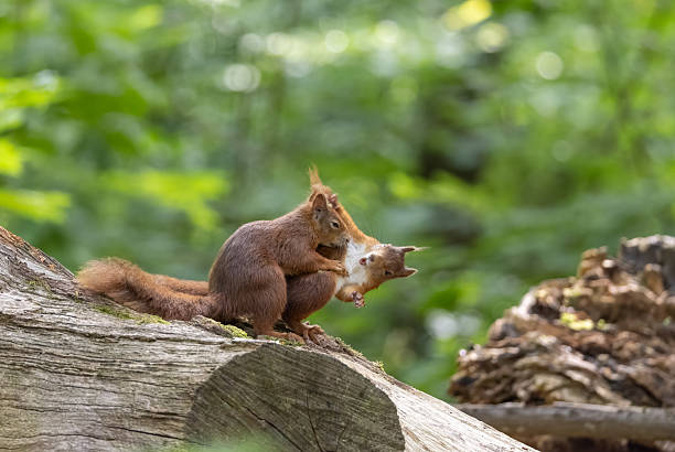 istock Eurasian red squirrels (Sciurus vulgaris) in love 2223455537