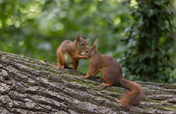 Two eurasian red squirrels (Sciurus vulgaris) cuddling on a tree trunk.
