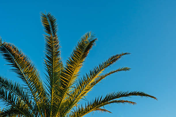 istock A vibrant low-angle shot capturing the sun fronds of a palm tree. 2223455912