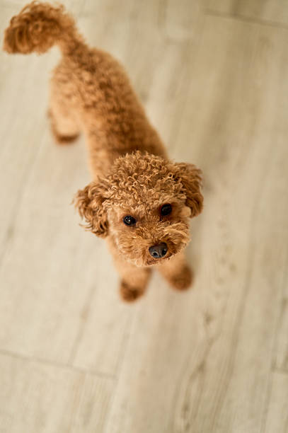 Cute brown poodle standing on a wooden floor, gazing upwards with curiosity