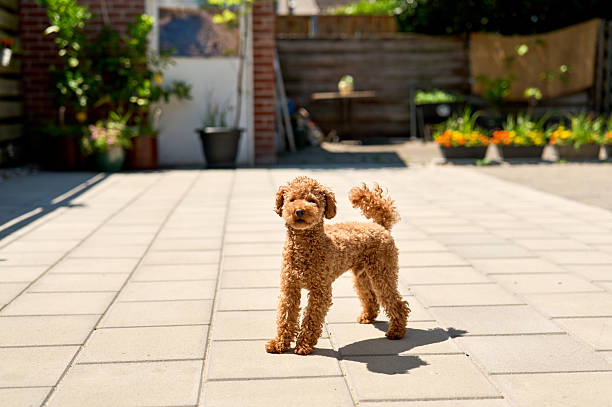 istock Curly-haired dog standing on sunny patio 2223457134