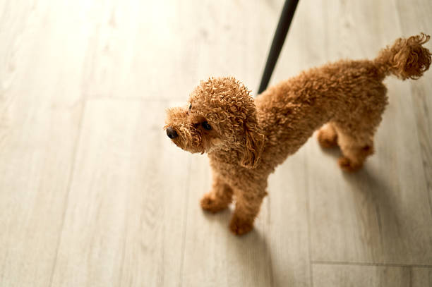 Adorable toy poodle standing on hardwood floor and looking up expectantly