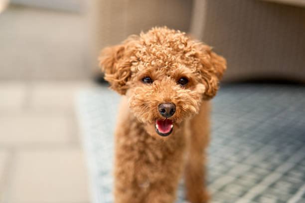 Cheerful brown poodle stands on a patterned surface, exuding happiness and energy outdoors