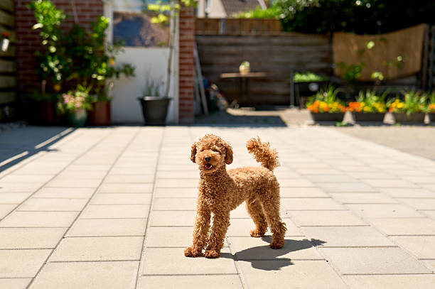 istock Small toy poodle standing on a terrace in a garden 2223457209