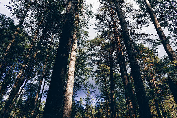 Green summer forest landscape, beautiful trees, grass and cloudy sky Karelia