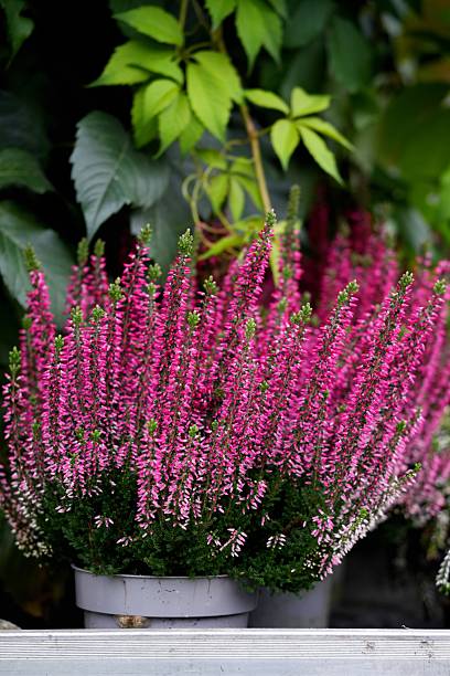 istock Bright pink heather in flower pots. 2223458658