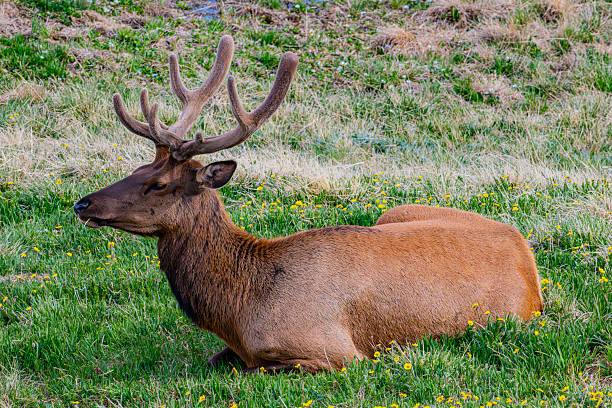Elk buck laying in a field resting