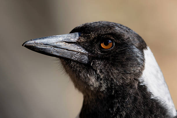 Wild Currawong bird in New South Wales,  Eastern Australia
