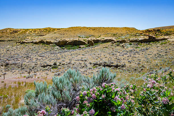 Wyoming landscape with sagebrush and flowers