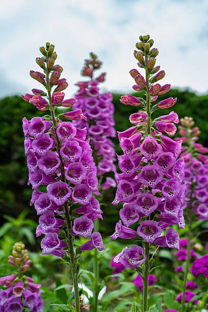 istock Purple Foxglove Close up 2223465033
