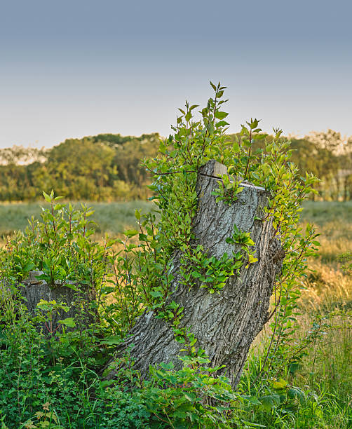 A rustic tree stump surrounded by fresh verdant foliage, signifying nature's resilience, is set against a tranquil rural landscape. Young leaves and grasses thrive, showcasing symbiosis with the surroundings. Acer and Fraxinus species are depicted botanically.