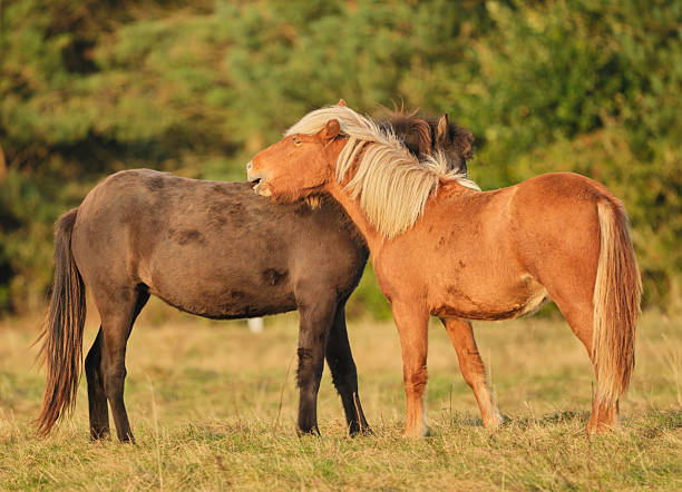 A touching moment between two ponies in a grassy field, basking under the warm sunlight. Captured in Denmark, this scene highlights the bond and serenity found in nature's beauty.