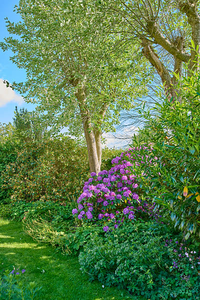istock Lush Danish garden with Rhododendron blooming in spring surrounded by vibrant greenery and tranquil trees 2223466233