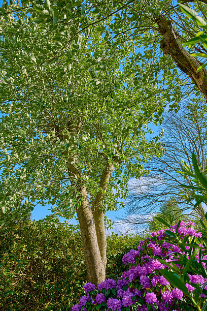 A carefully maintained Danish garden showcasing a vibrant purple Rhododendron (Rhododendron spp.) in full bloom amid lush greenery and blue Iris (Iris spp.). Captures a serene outdoor environment