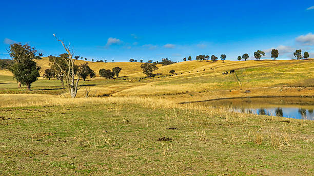 istock Rolling golden paddocks with cattle near Mt Adrah 2223466388