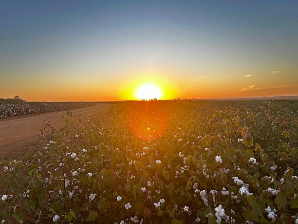 istock beautiful cotton field with wonderfull sunset 2223468696