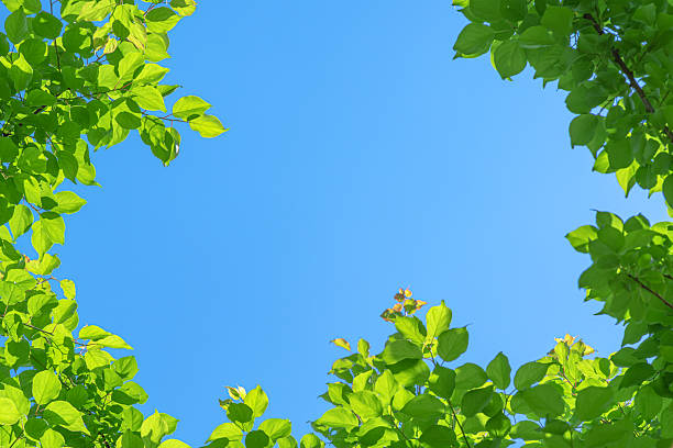 Pink dogwood shining against the blue sky