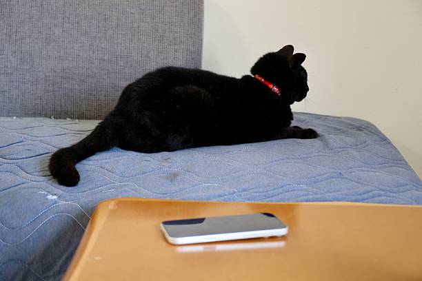 istock Black cat relaxing on the sofa 2223472235