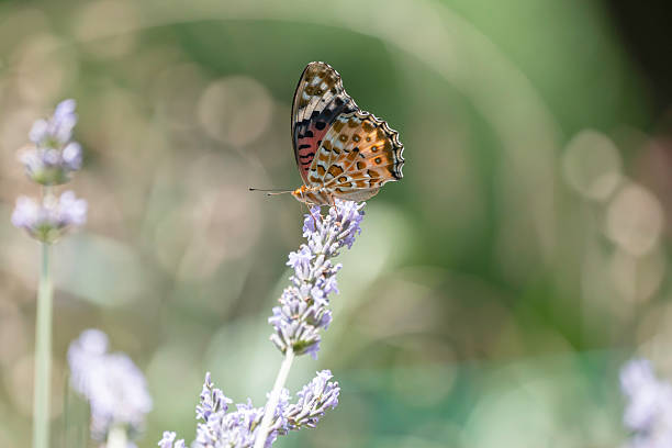 istock Lavender flowers and swallowtail butterfly 2223473691