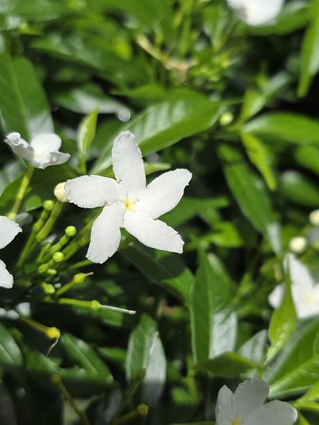 istock Delicate White Flower Amidst Lush Green Leaves in Natural Setting 2223476946