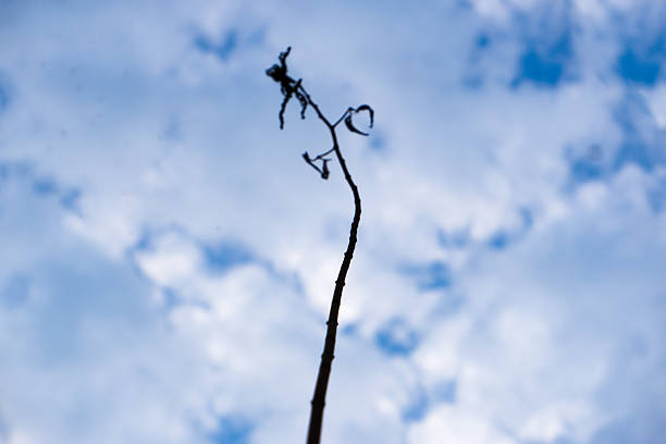 A minimal poetic scene showing the silhouette of a lone dead plant or branch with the sky as the background.