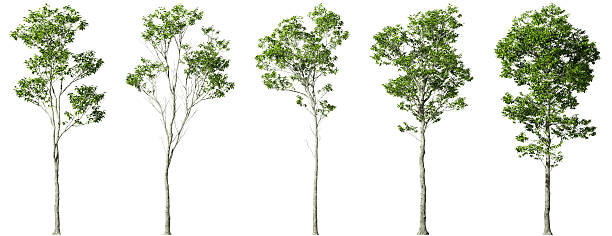 istock Greenery gardening trees perspective clipart on white backgrounds 3d render 2223480593